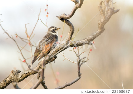 Thrush on a plum tree 22268687