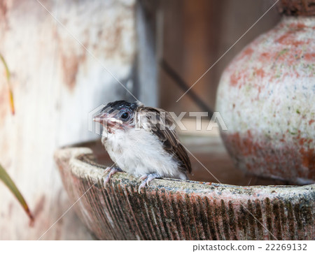 Close up of a young sparrow at fountain 22269132