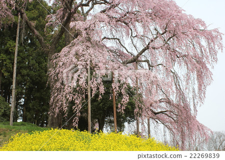 Weeping cherry blossoms at the battlefield 22269839