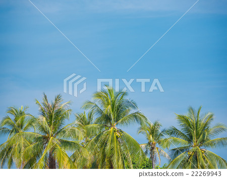 Coconut on blue sky 22269943