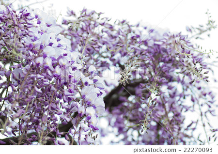  Wisteria flowers 22270093