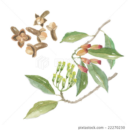 Clove cloves Clove cloves 22270230