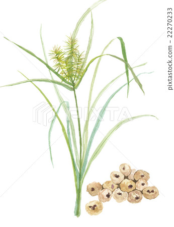 Shoku瑜伽Yatsuri老虎堅果 22270233