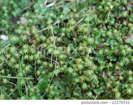 Chestnut 22270332