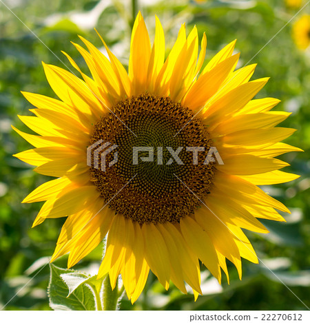 Sunflower 22270612