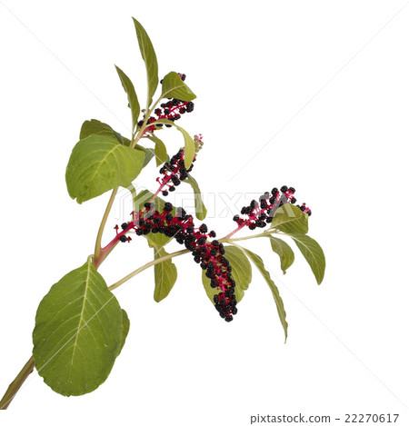 Pokeweed isolated on white background Pokeweed isolated on white background 22270617