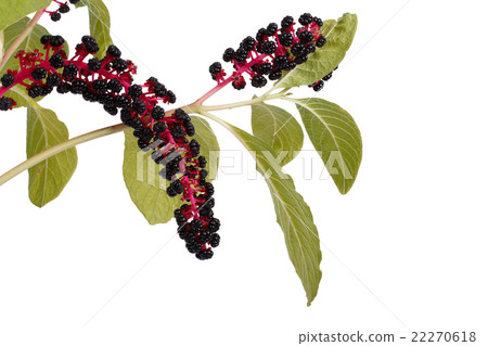with poisonous pokeweed berries isolated with poisonous pokeweed berries isolated 22270618