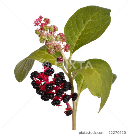 pokeweed with ripe berries and leaves isolated pokeweed with ripe berries and leaves isolated 22270620
