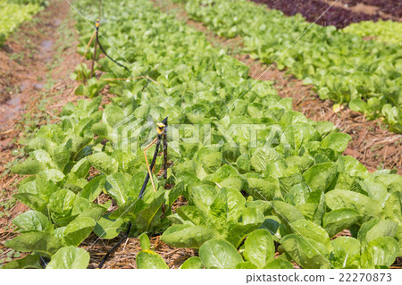 Organic hydroponic vegetable cultivation farm Organic hydroponic vegetable cultivation farm 22270873