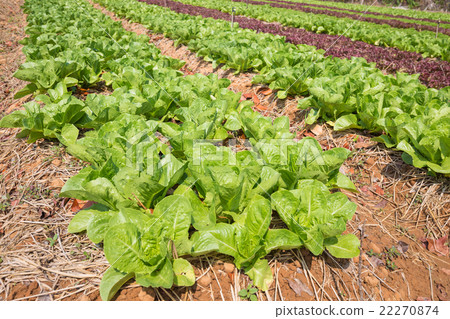 Organic hydroponic vegetable cultivation farm  22270874