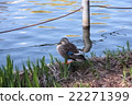 與水鳥都市公園的風景 22271399