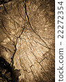 Wood texture 22272354