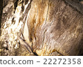 Old wood background 22272358