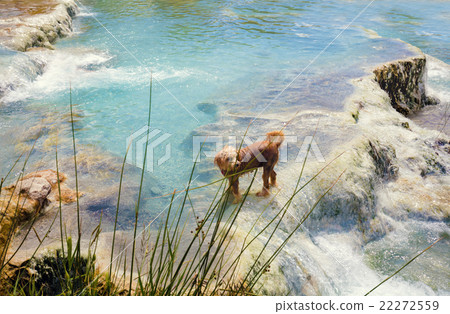 Dog swimming in Thermal springs Saturnia, Italy Dog swimming in Thermal springs Saturnia, Italy 22272559