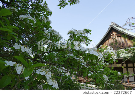 Toshodaiji Temple Flower blooming in the garden of Mikado 22272667