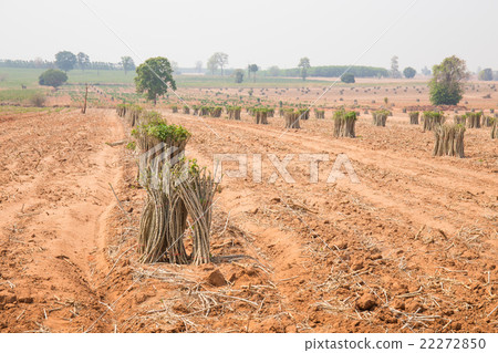 The cultivation of cassava plantation at field 22272850