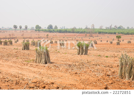 The cultivation of cassava plantation at field 22272851