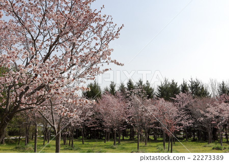 Moerenuma公園的櫻桃 22273389