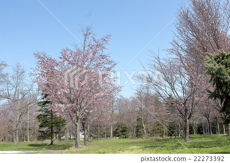 Cherry at Moerenuma Park 22273392