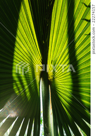 Tropical, abstract, alike 22274157