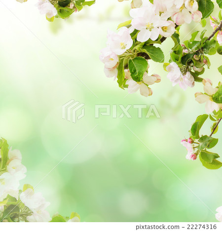 Apple floral background 22274316