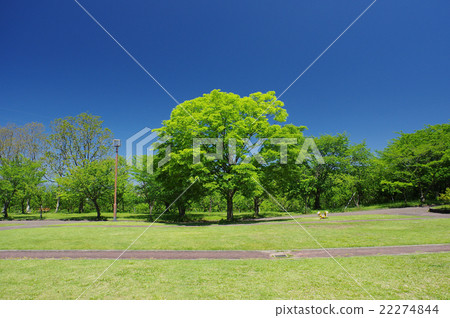 綠色公園 背景材料 照片素材 圖片 圖庫