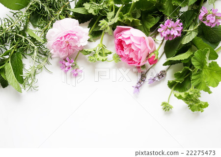 玫瑰和香草圖像的草藥 玫瑰和香草圖像的草藥 22275473