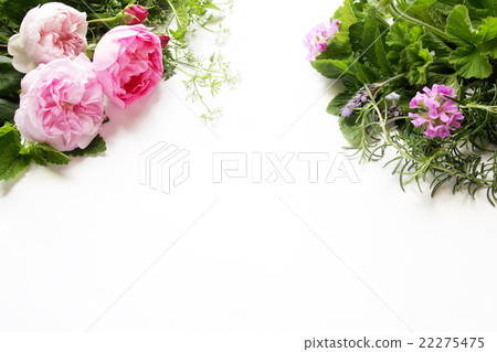 玫瑰和香草圖像的草藥 玫瑰和香草圖像的草藥 22275475