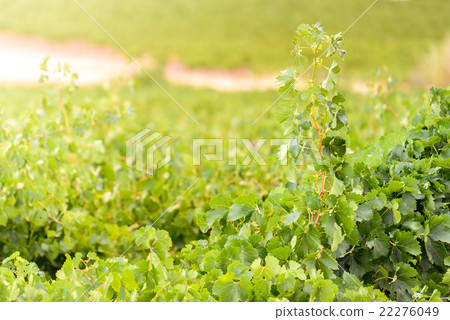 Grape stalk Grape stalk 22276049