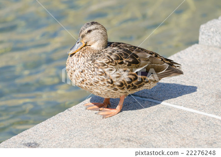 Gray duck on the edge of an artificial pond Gray duck on the edge of an artificial pond 22276248