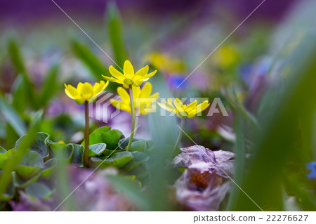 yellow flowers yellow flowers 22276627