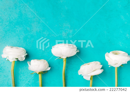 White ranunculus flowers Blue background Top view White ranunculus flowers Blue background Top view 22277042