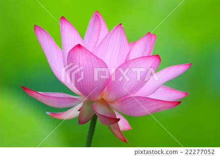 Lotus flower (Neel lotus) 22277052