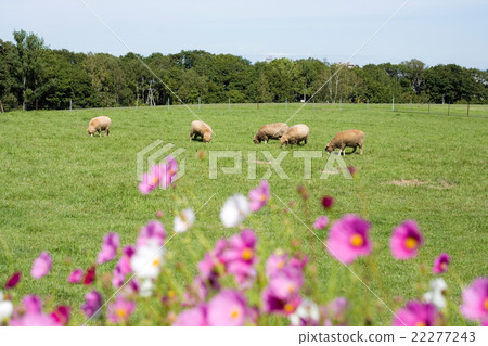 Yanagaoka Observatory Yanagaoka Observatory 22277243