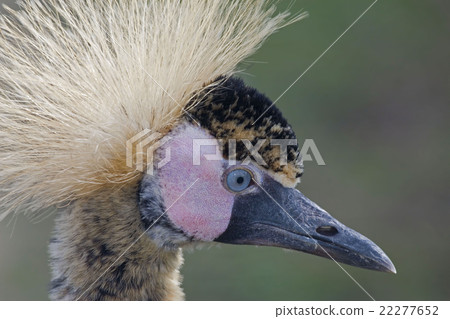 Portrait Black-crowned Crane, Balearica pavonina 22277652