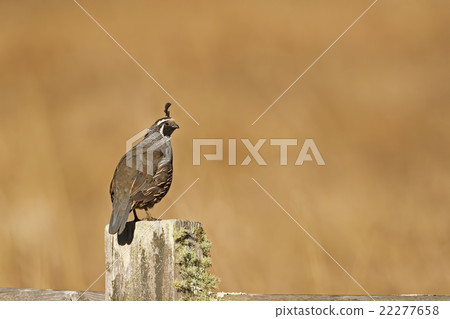 Male California Quail on a fence post 22277658