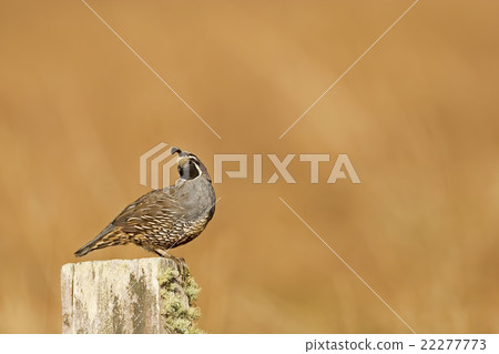 Male California Quail posing on a fence 22277773