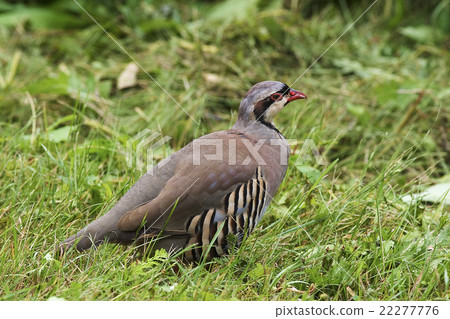 Resting Chukar Partridge, Alectoris chukar 22277776