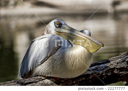Dalmatian Pelican, Pelecanus crispus, resting 22277777