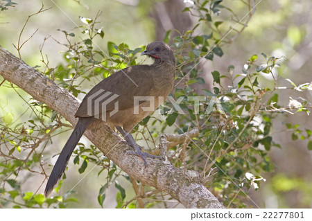 Plain Chachalaca, Ortalis vetula, relaxing in tree 22277801