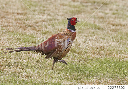 Male Ring-necked Pheasant, Phasianus colchicus 22277802