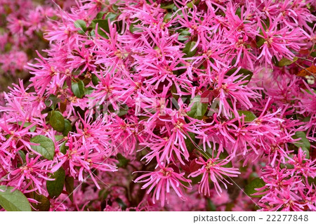Safflower Tokiwamansaku 22277848