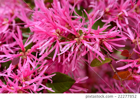 Safflower Tokiwamansaku 22277852