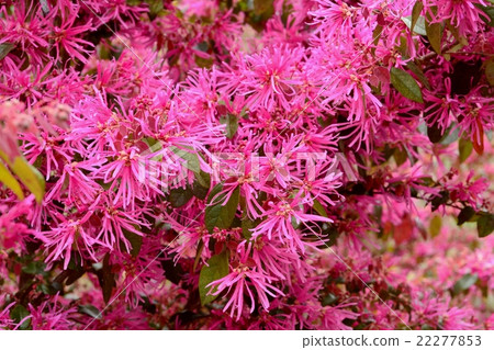 Safflower Tokiwamansaku 22277853