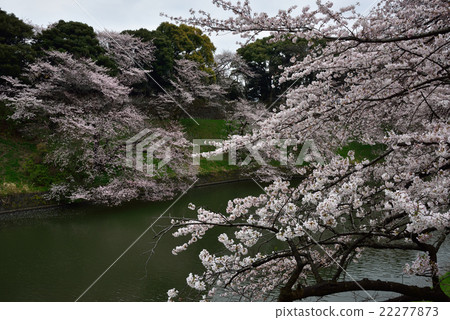 Cherry Blossoms	 22277873