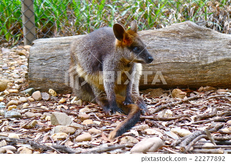 Wallaby 22277892