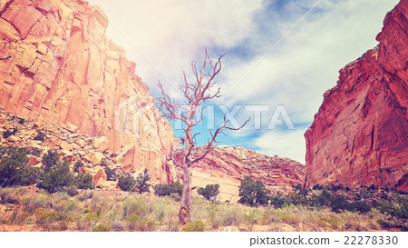 Vintage toned wild landscape with withered tree. 22278330