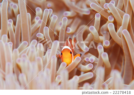 Clown anemonefish Clown anemonefish 22278418