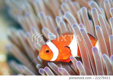 小丑anemonefish 22278421