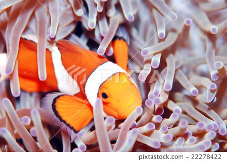 Clown anemonefish 22278422